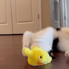 Load image into Gallery viewer, FlappyBird - Intactive Cat Toy
